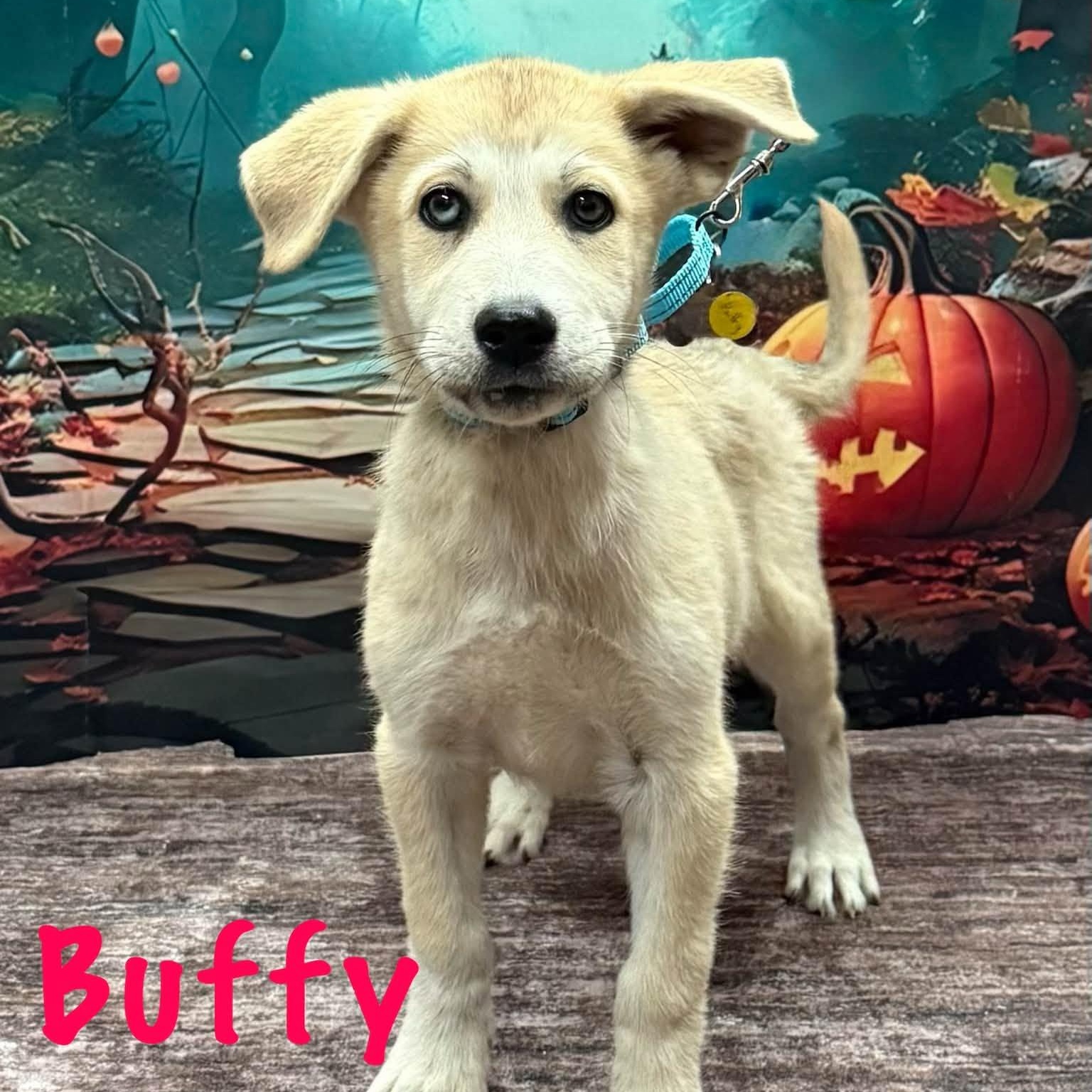 Enlarge Buffy, a Adopted mixed breed in Albany, NY image 4/5