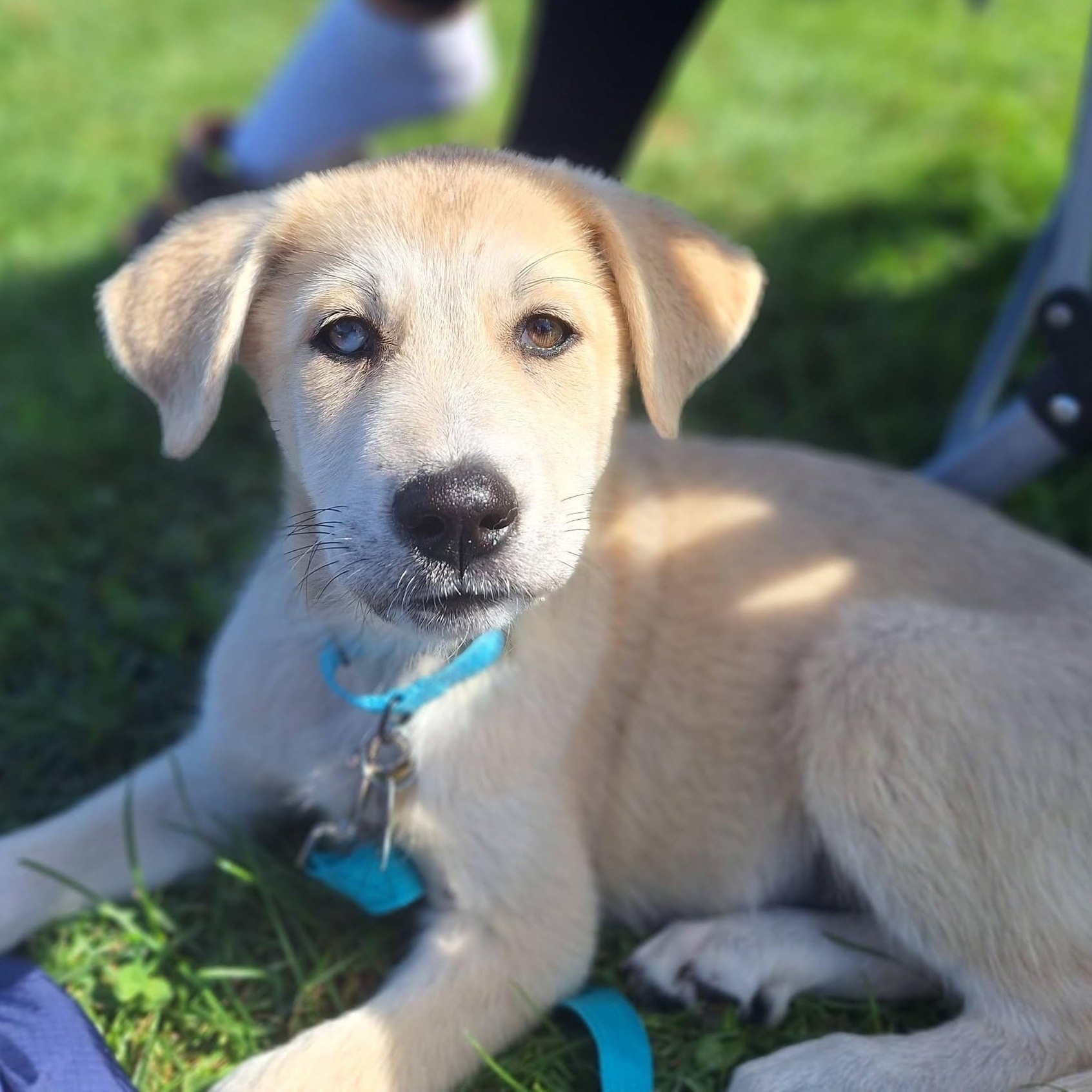 Enlarge Buffy, a Adopted mixed breed in Albany, NY image 1/5