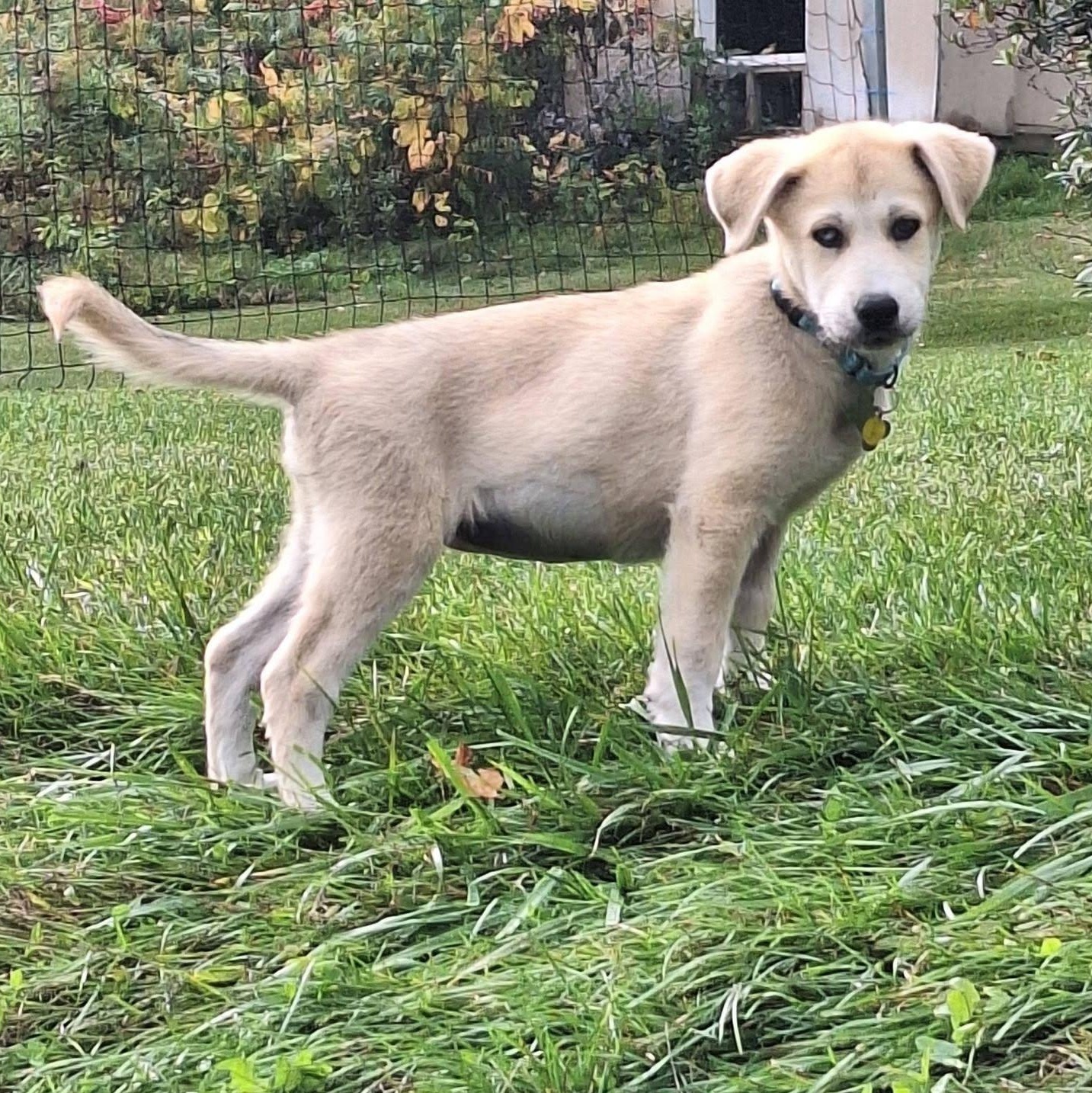Enlarge Buffy, a Adopted mixed breed in Albany, NY image 2/5