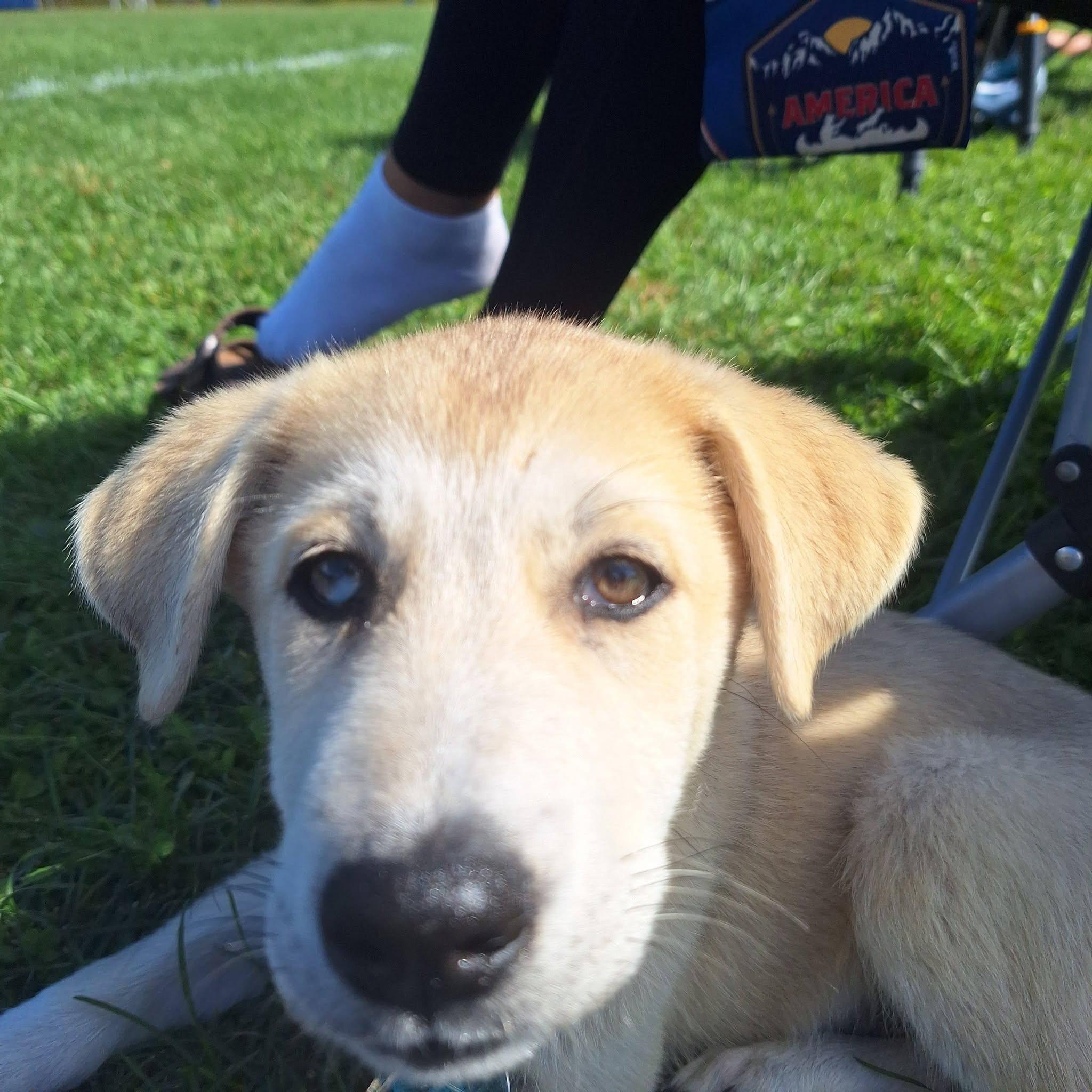 Enlarge Buffy, a Adopted mixed breed in Albany, NY image 3/5