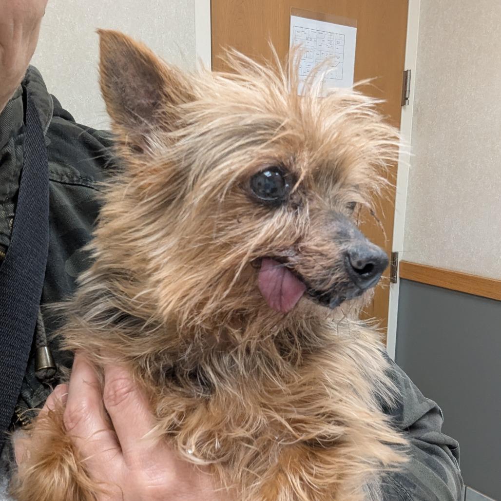 Milly, Adoptable, Senior Female Yorkshire Terrier.