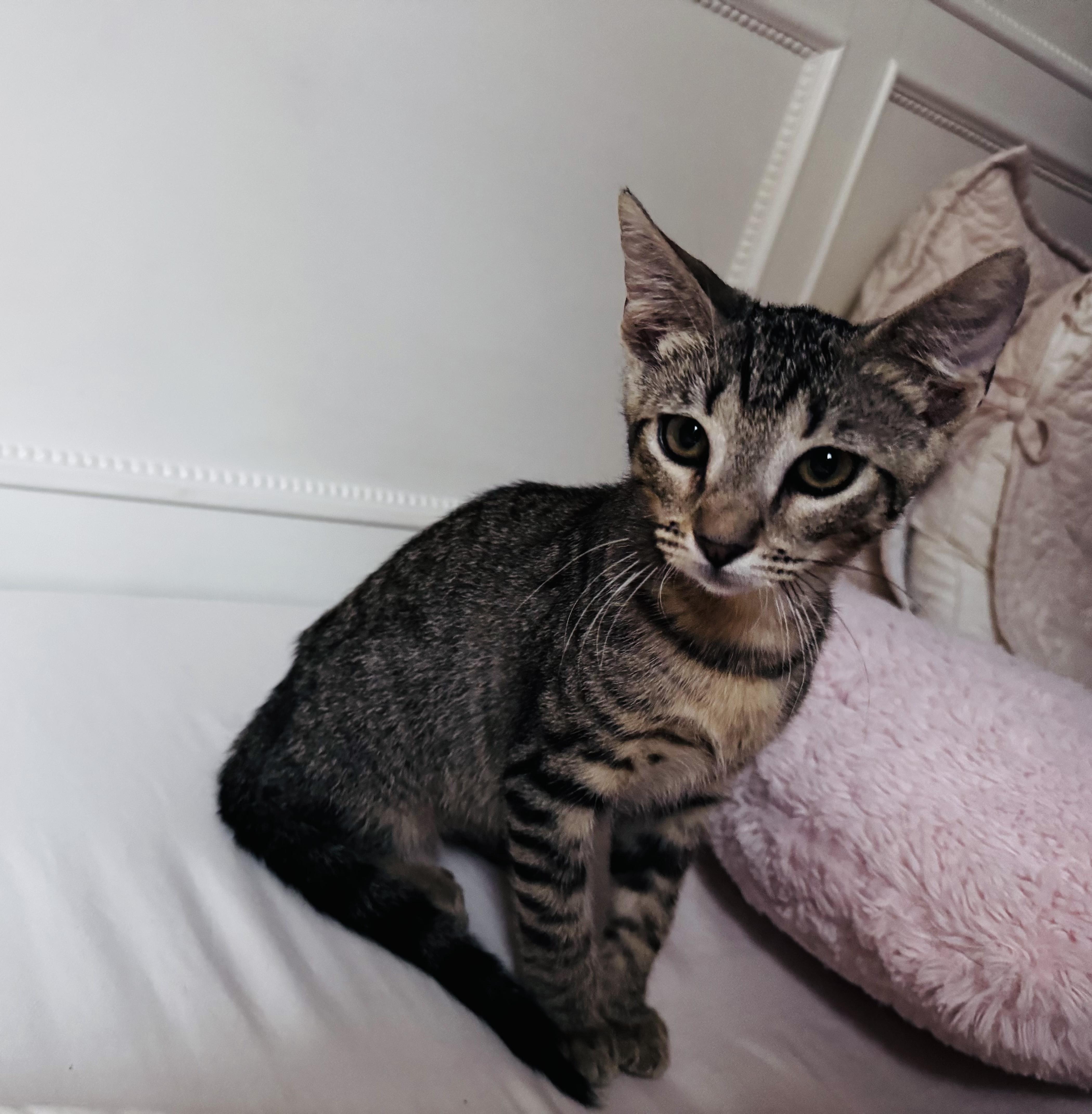 Bugaboo OR14534-T, Adopted, Kitten Male Domestic Short Hair.