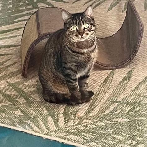 Spicy, Adoptable, Adult Female Domestic Short Hair.