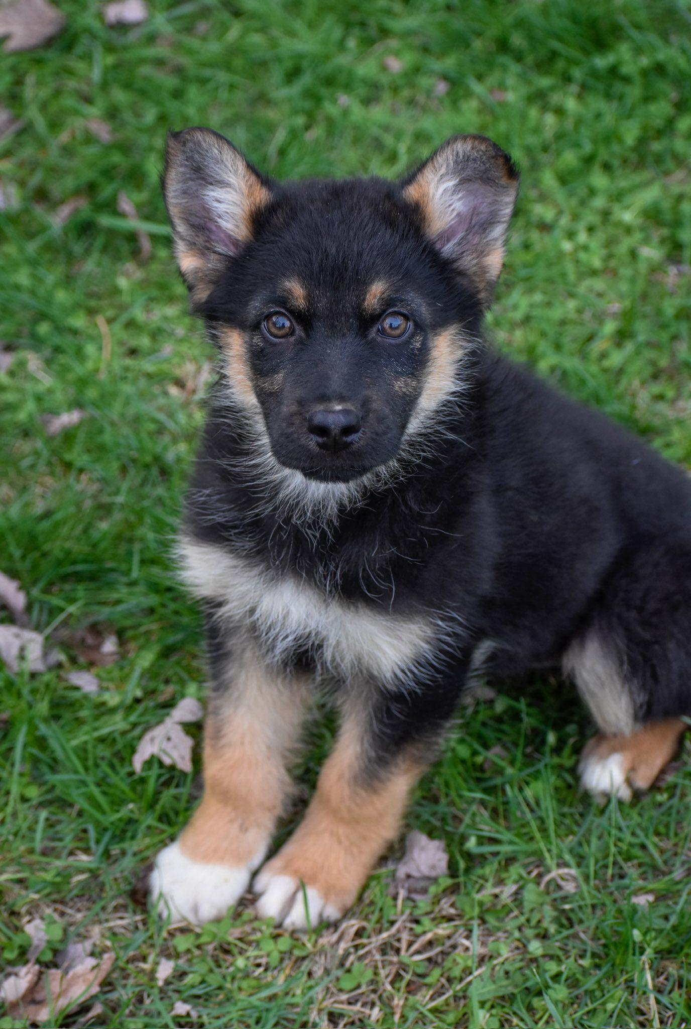 Enlarge Josephine, an adopted mixed breed in Indianapolis, IN image 1/6