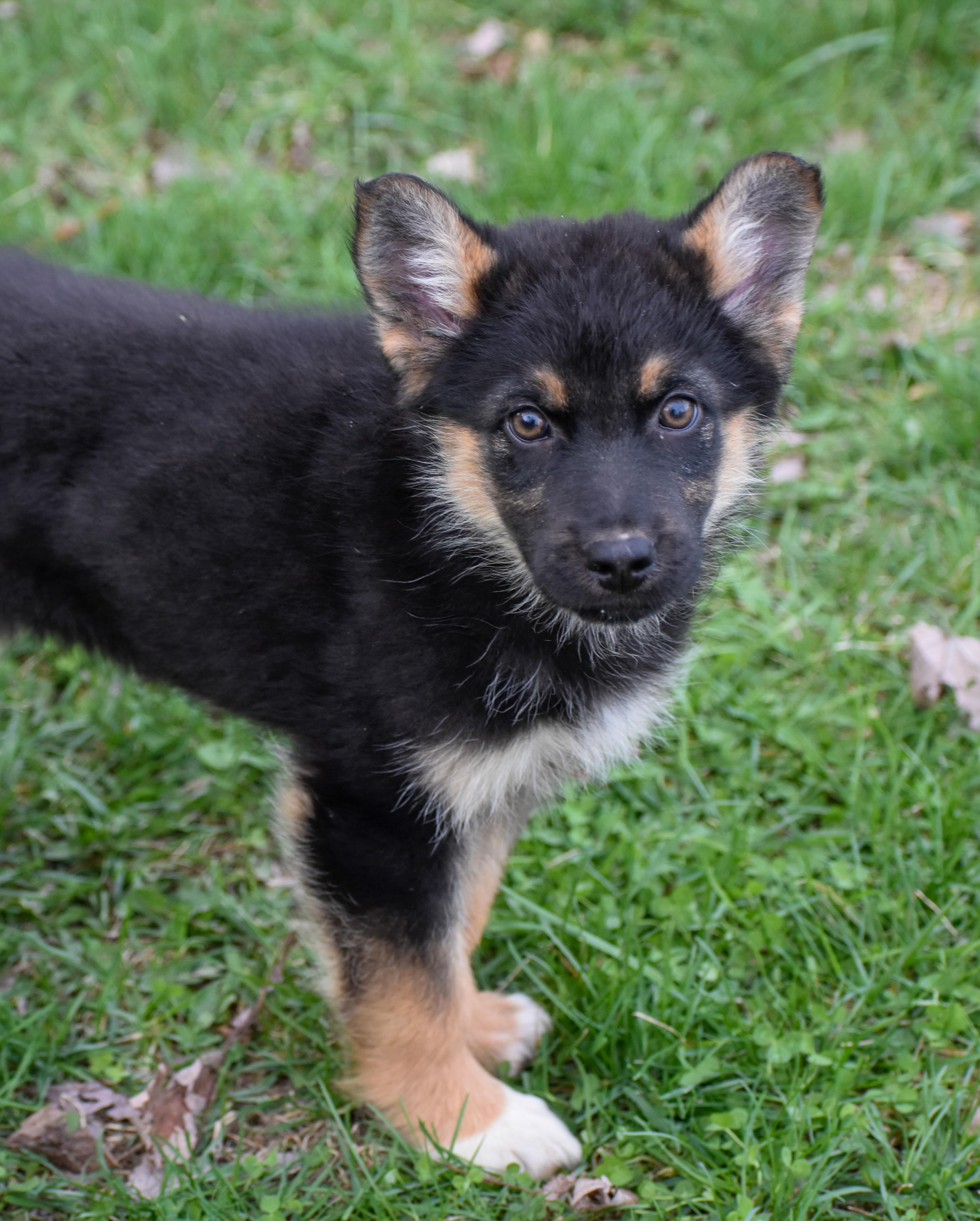 Enlarge Josephine, an adopted mixed breed in Indianapolis, IN image 6/6