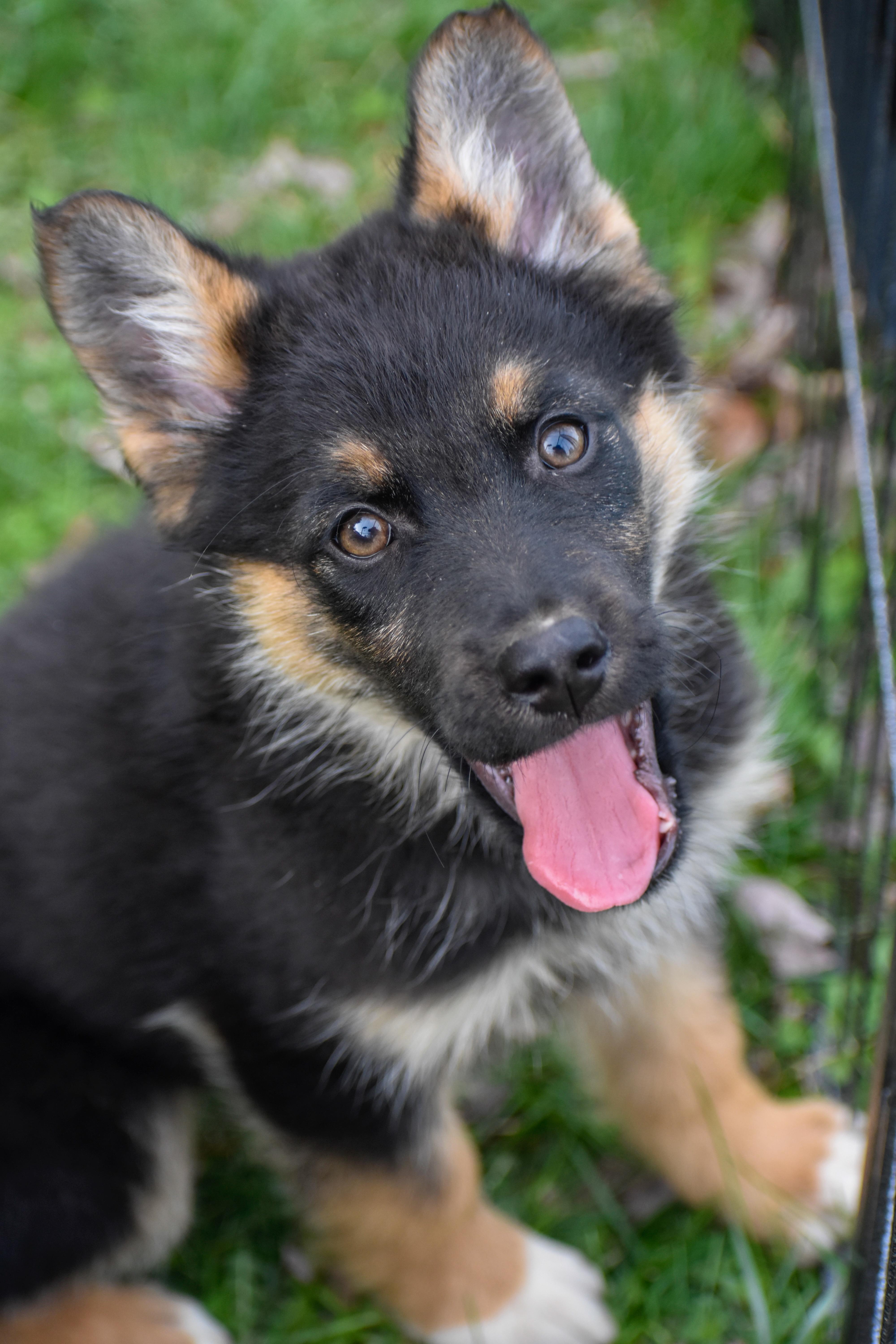 Enlarge Josephine, an adopted mixed breed in Indianapolis, IN image 2/6