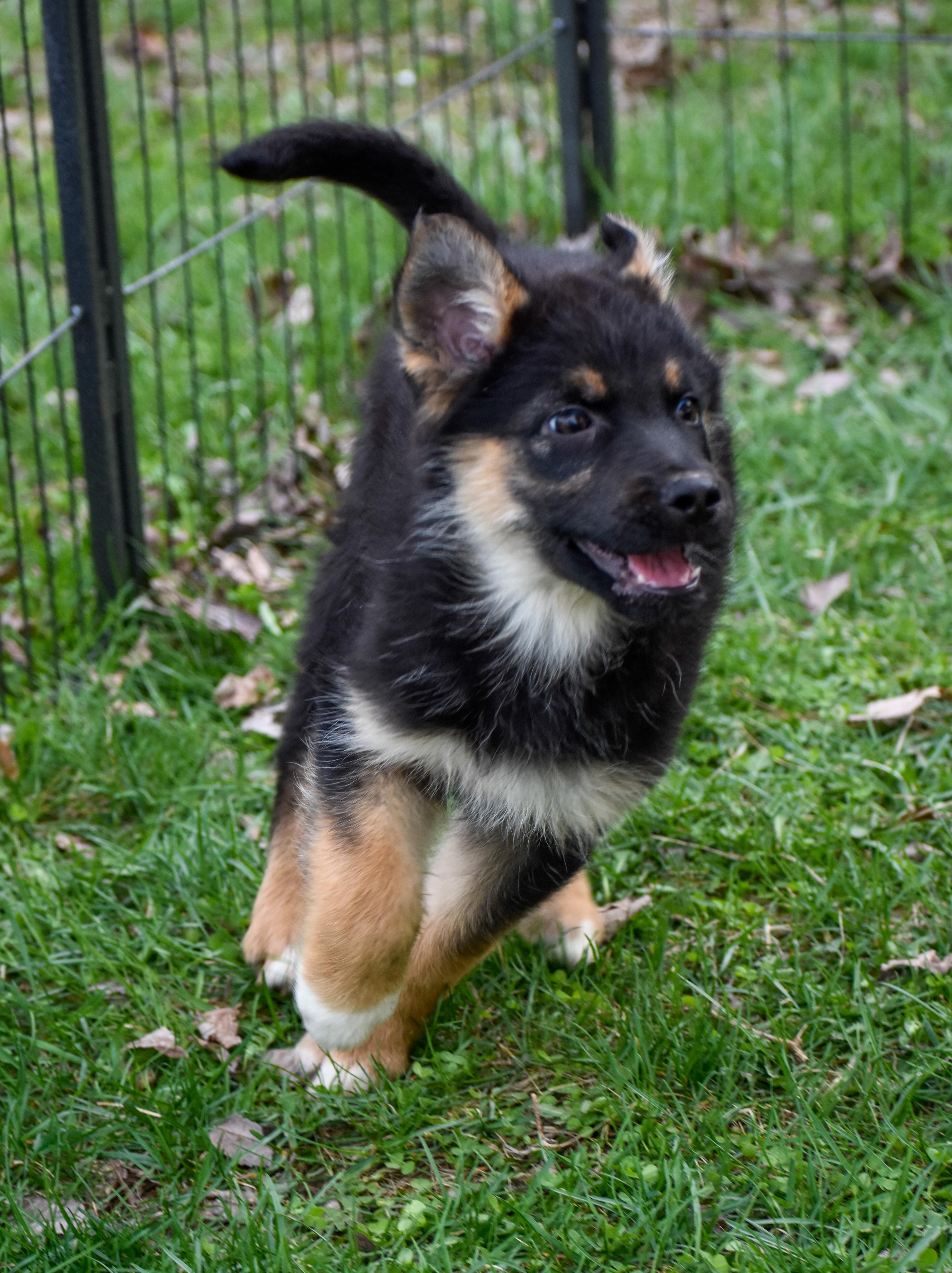 Enlarge Josephine, an adopted mixed breed in Indianapolis, IN image 5/6