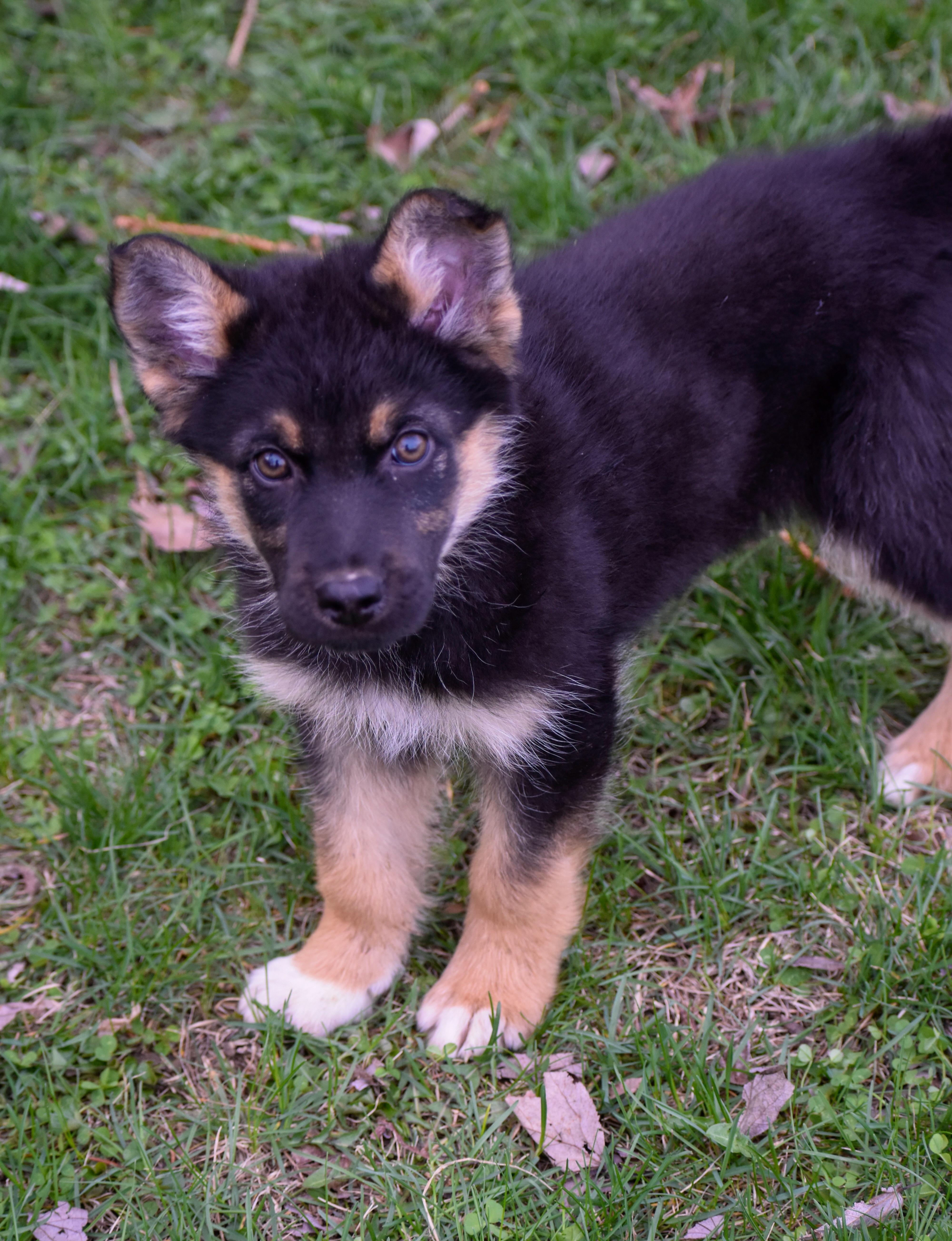 Enlarge Josephine, an adopted mixed breed in Indianapolis, IN image 3/6