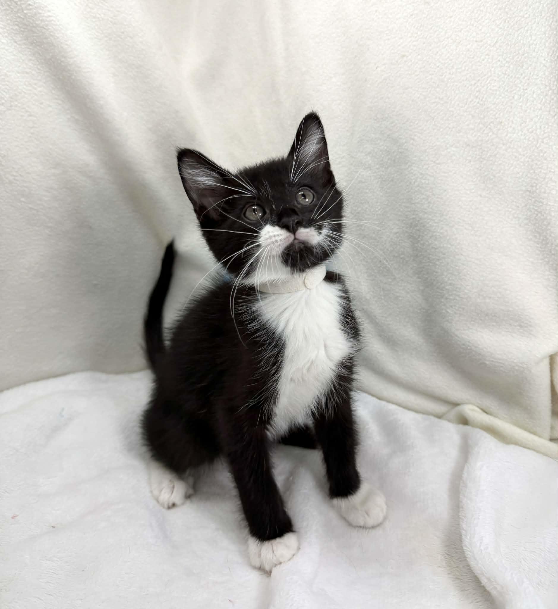 Enlarge Fitz, an adopted Tuxedo in Tavares, FL image 2/4