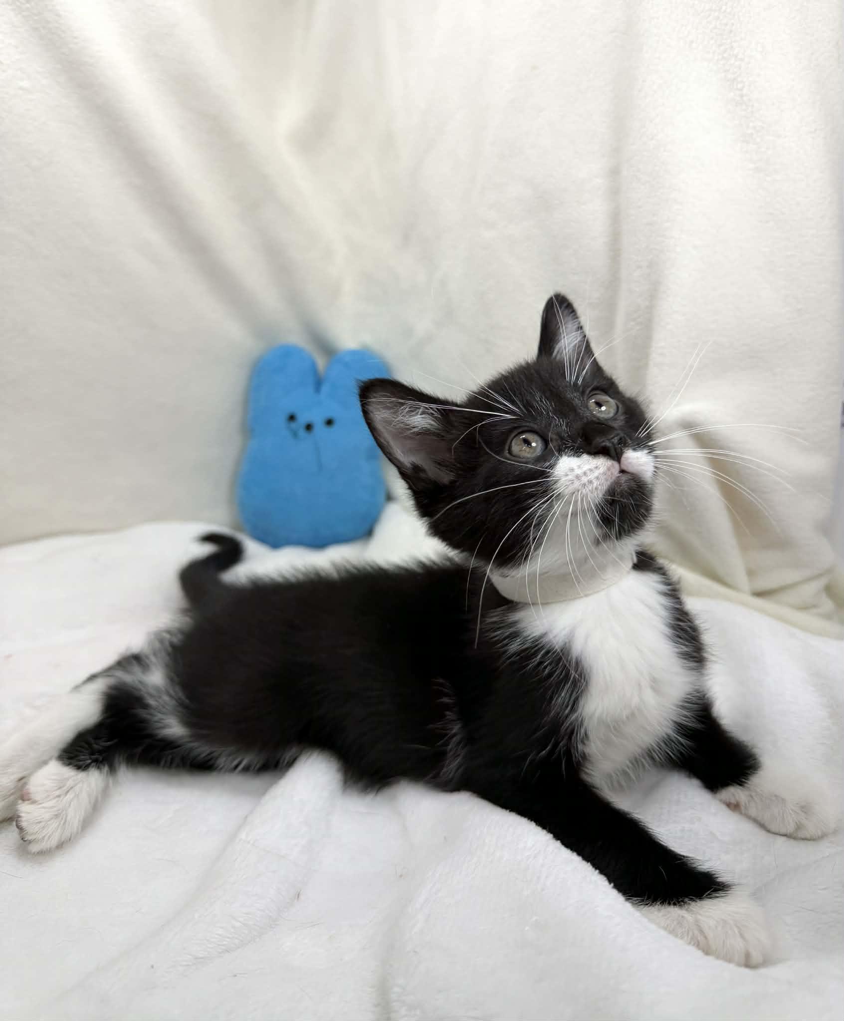 Fitz, adopted, Kitten Male Tuxedo.