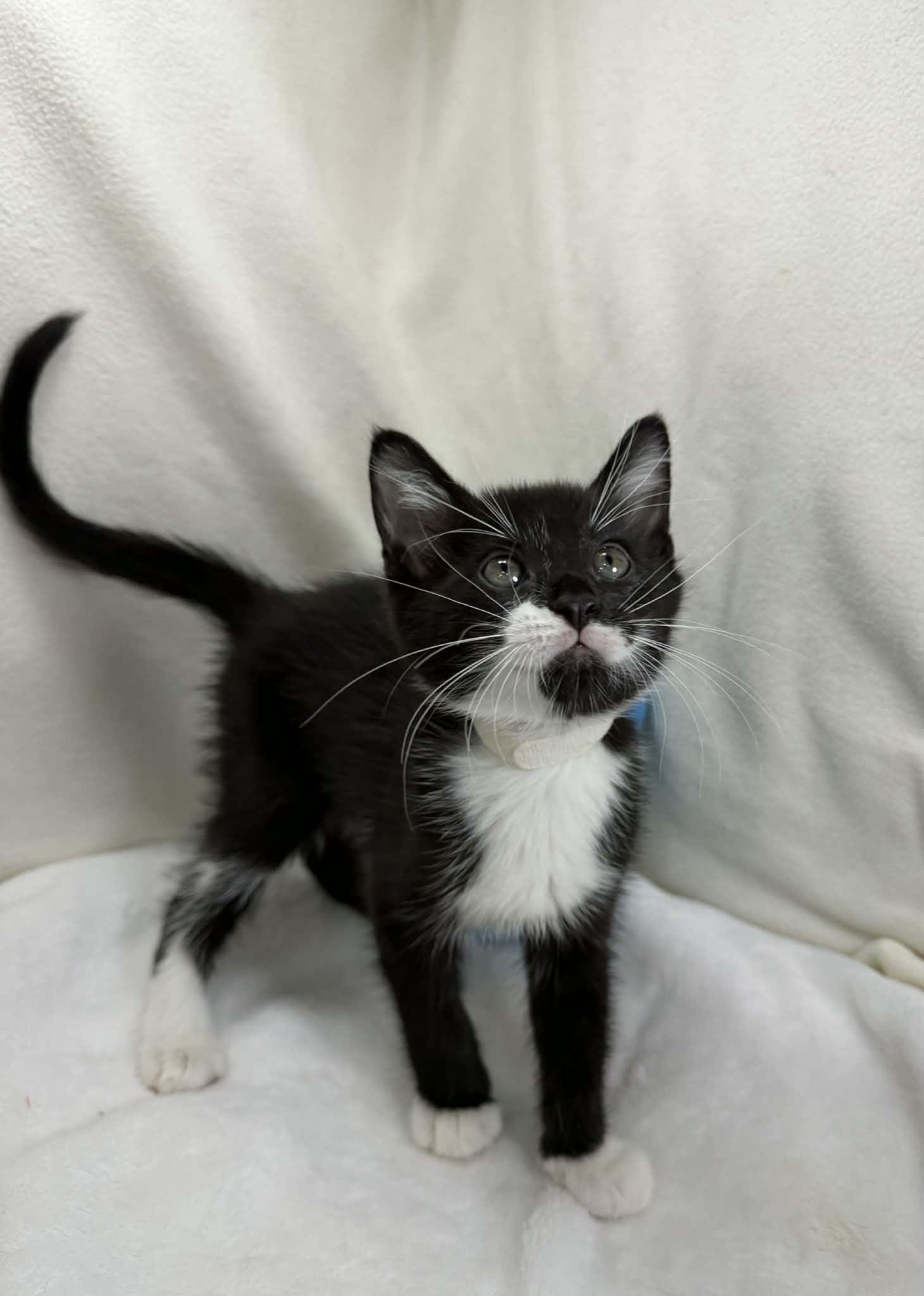 Enlarge Fitz, an adopted Tuxedo in Tavares, FL image 3/4