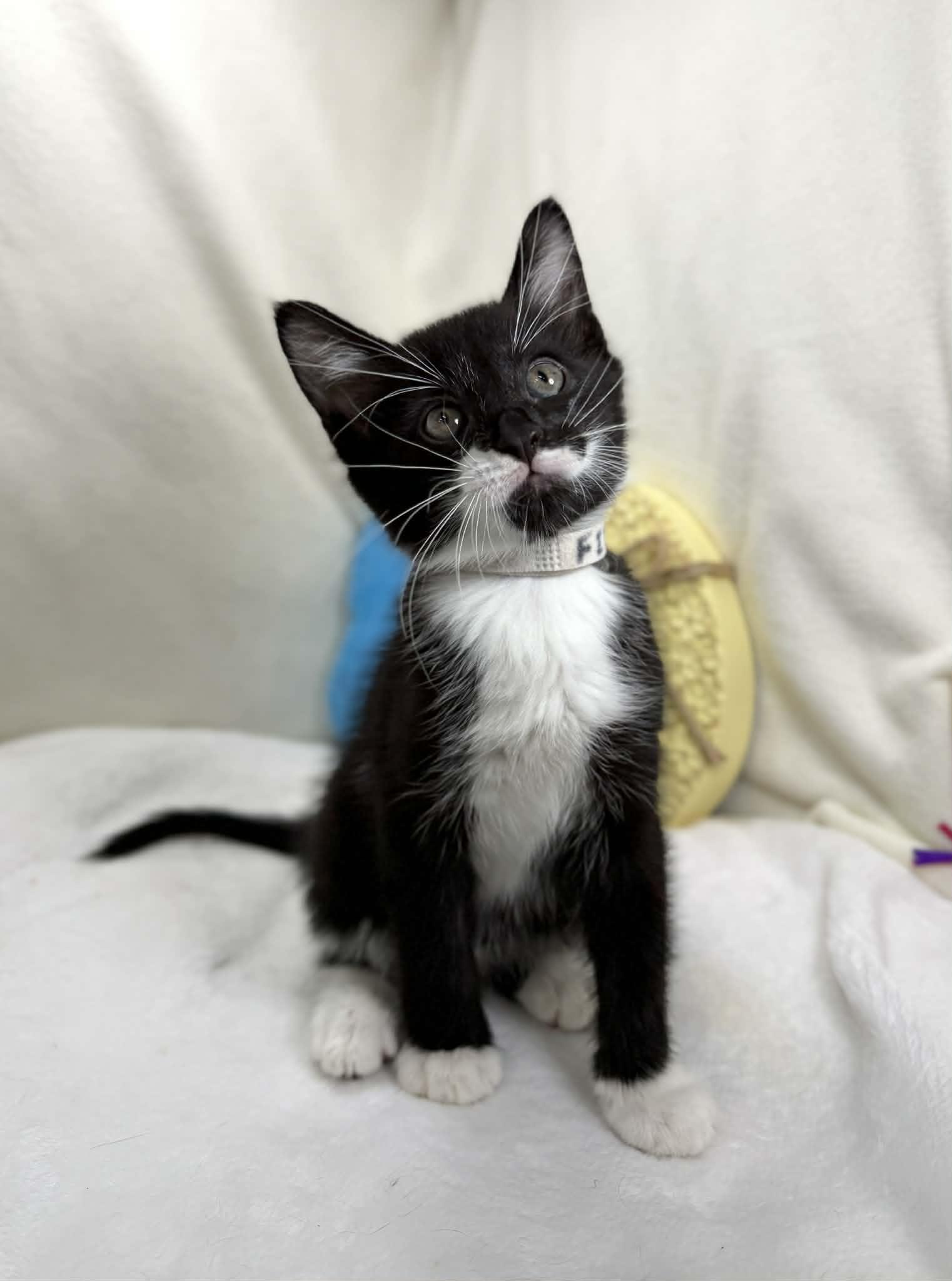 Enlarge Fitz, an adopted Tuxedo in Tavares, FL image 4/4