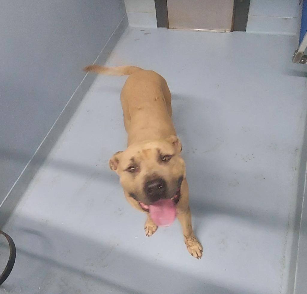 CLYDE, Adoptable, Adult Male Mixed Breed.