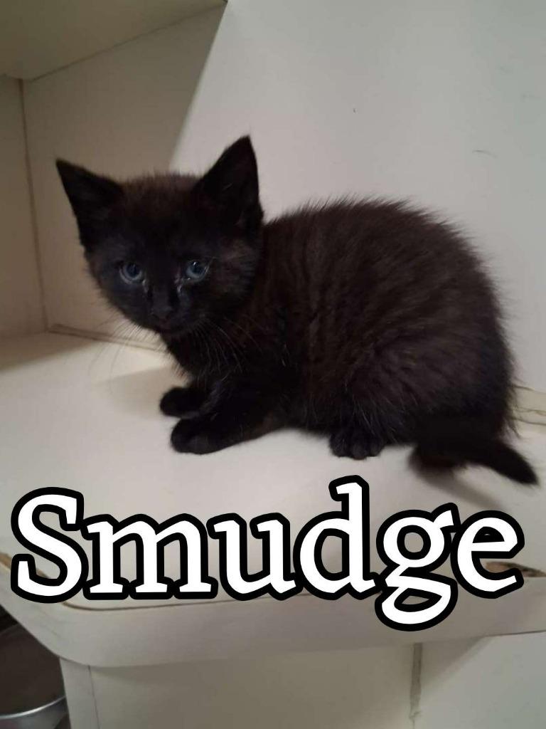 Smudge, Adoptable, Kitten Male Domestic Short Hair.