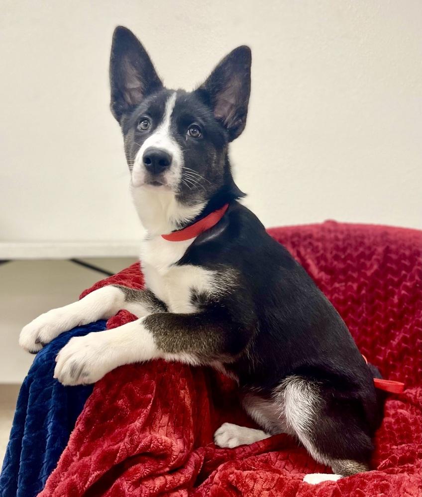 Suika, Adoptable, Puppy Female Border Collie & Husky.