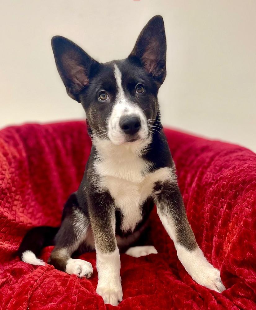 Enlarge Suika, a Adoptable mixed breed in Jamestown, CA image 3/3