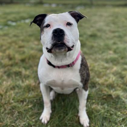 Enlarge Caboodle, a Adoptable mixed breed image 1/2