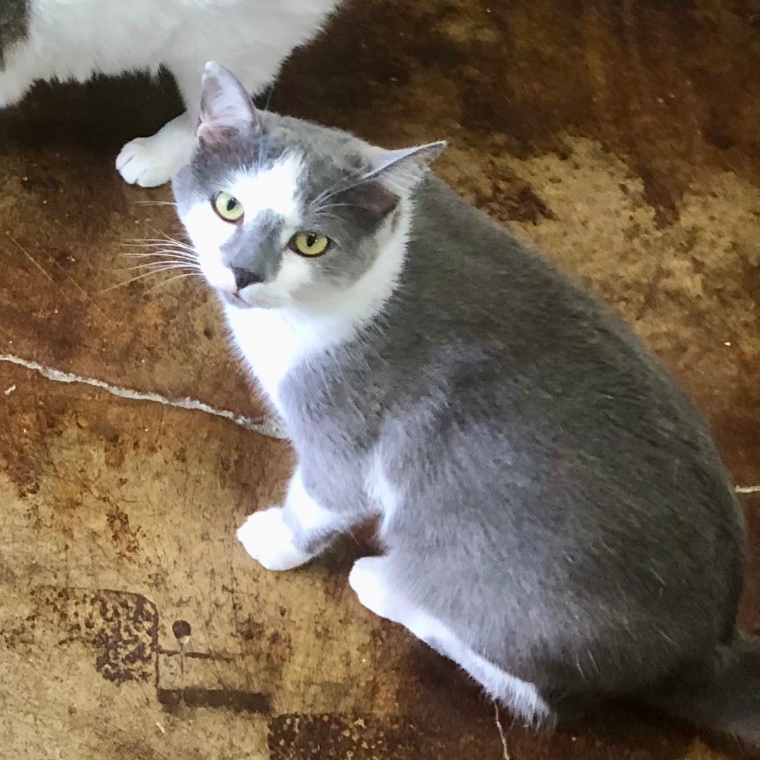 Ollie, a Adoptable Domestic Short Hair in Gallatin, TN image 1/4