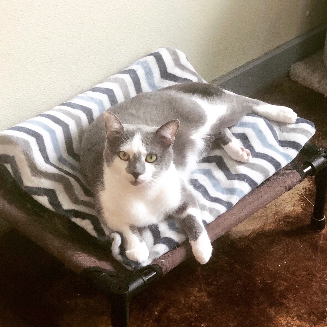 Ollie, a Adoptable Domestic Short Hair in Gallatin, TN image 2/4