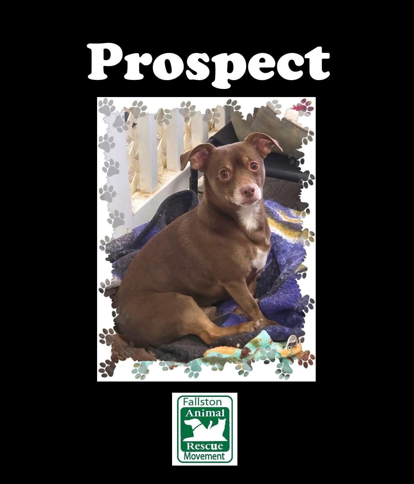Enlarge Prospect, an adopted Chihuahua in Bel Air, MD image 1/2