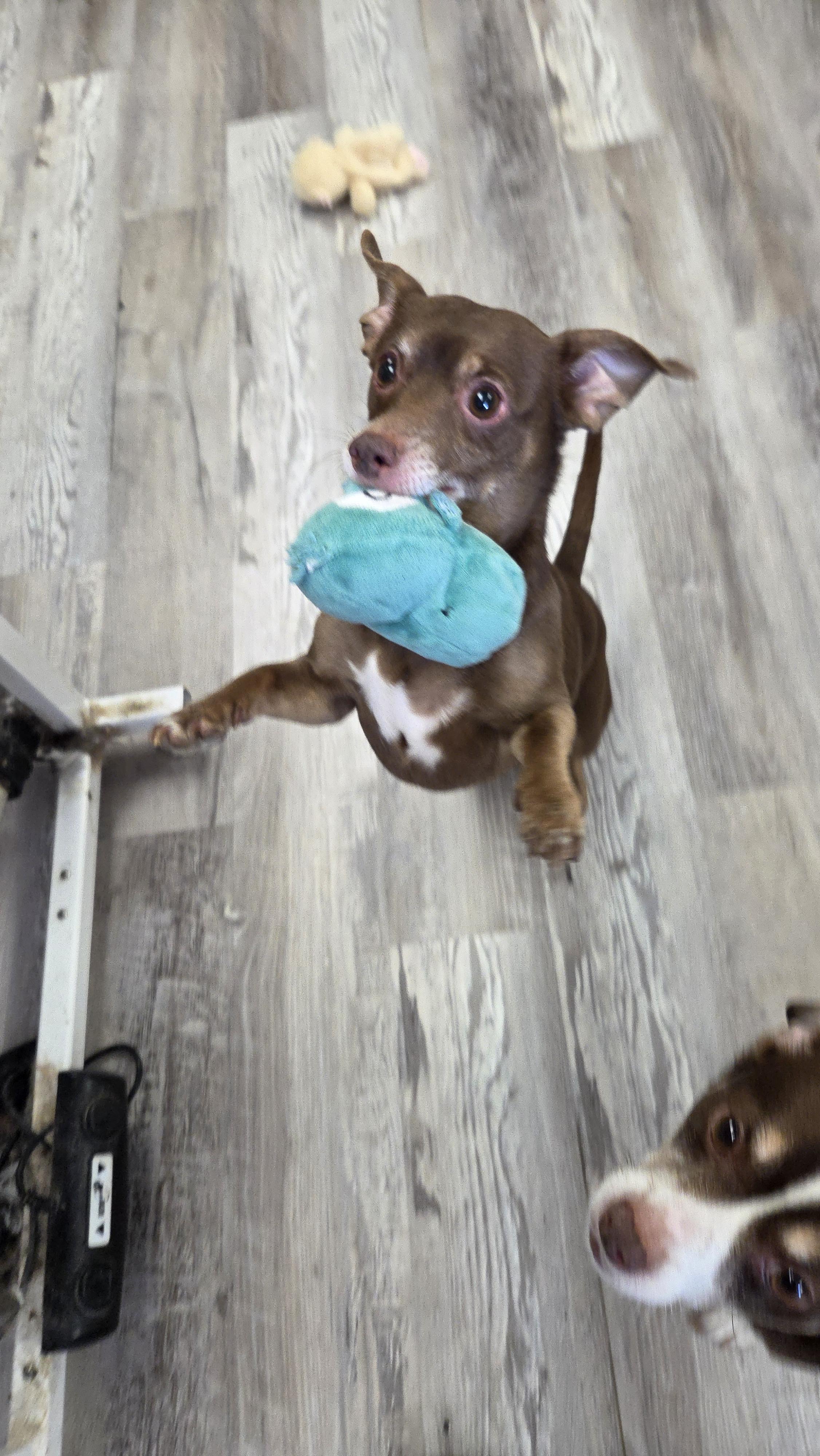 Enlarge Prospect, an adopted Chihuahua in Bel Air, MD image 2/2