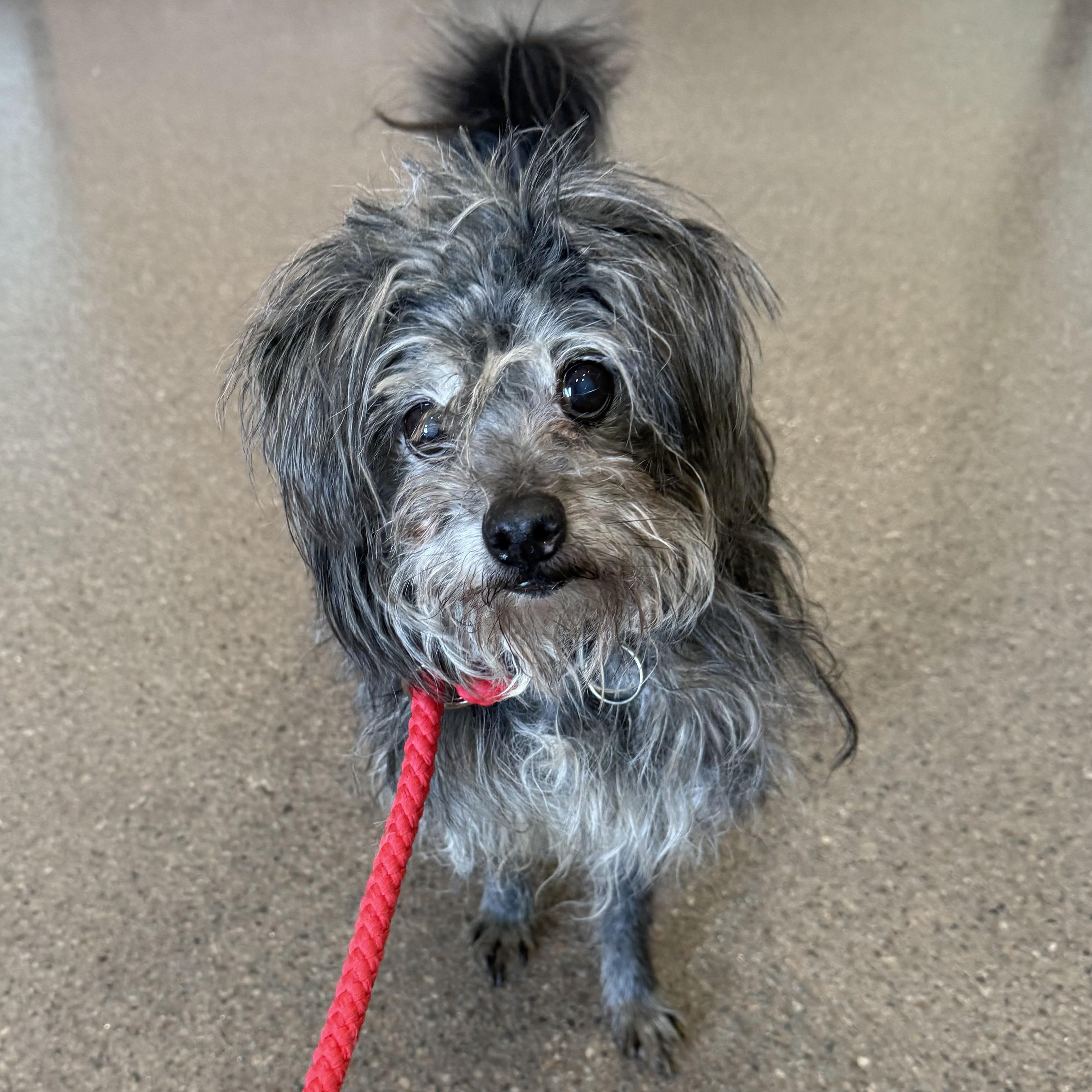 Bogey- Loving Senior Boy in foster home, a ADOPTABLE mixed breed in Sault Sainte Marie, MI image 5/5