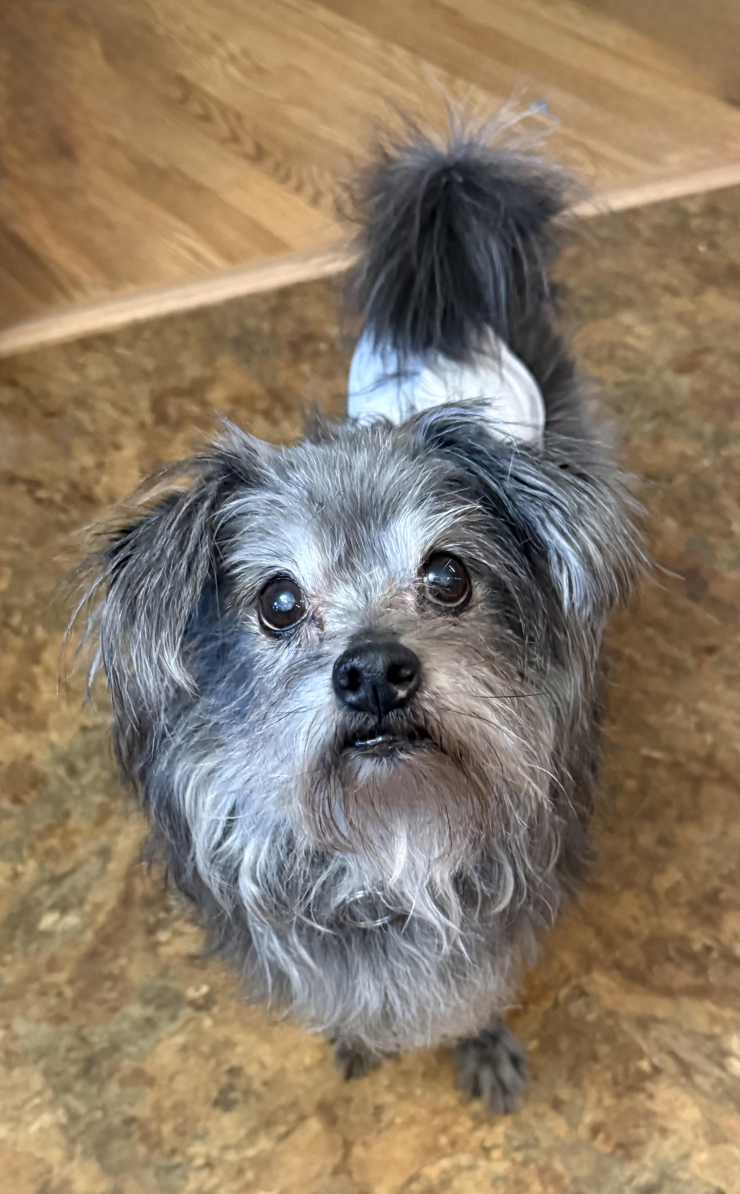 Bogey- Loving Senior Boy in foster home, ADOPTABLE, Senior Male Mixed Breed.
