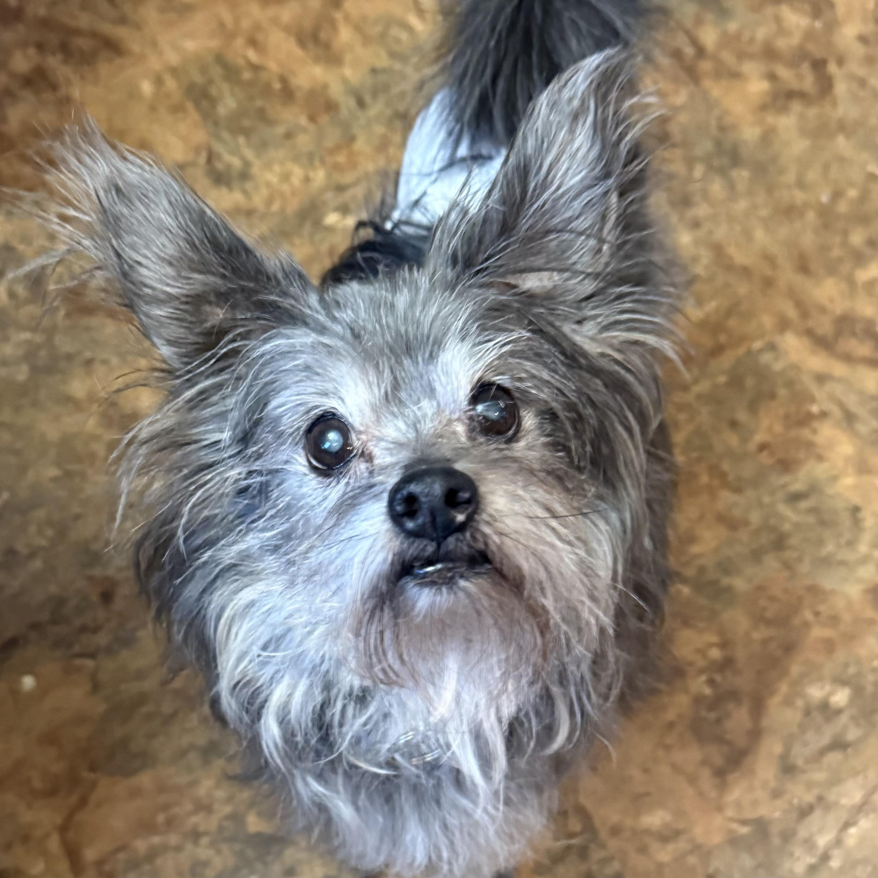 Bogey- Loving Senior Boy in foster home, a ADOPTABLE mixed breed in Sault Sainte Marie, MI image 2/5