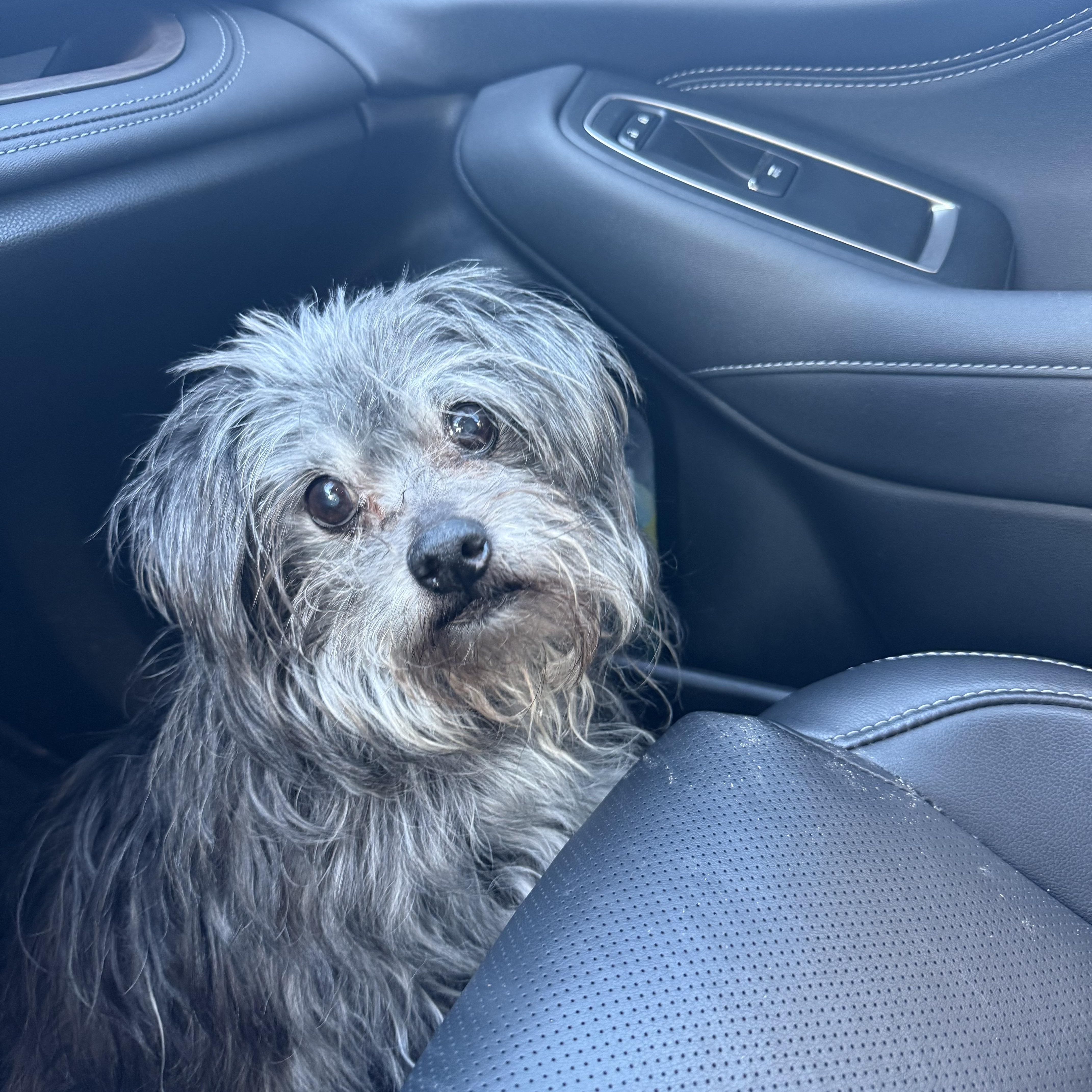 Bogey- Loving Senior Boy in foster home, a ADOPTABLE mixed breed in Sault Sainte Marie, MI image 3/5