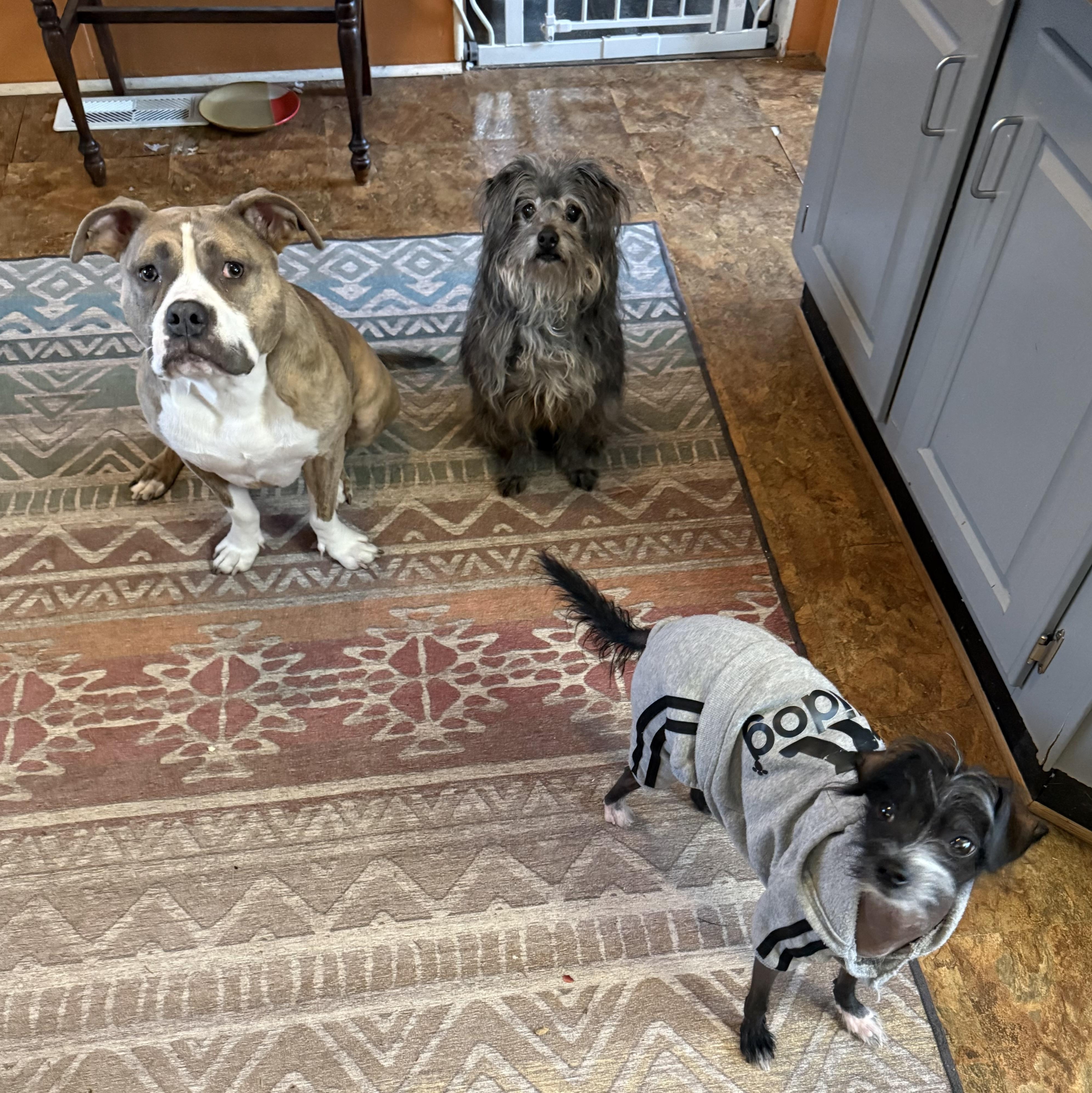 Bogey- Loving Senior Boy in foster home, a ADOPTABLE mixed breed in Sault Sainte Marie, MI image 4/5