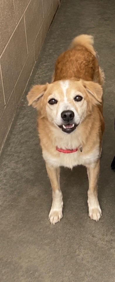 Celine, Adoptable, Adult Female Terrier.