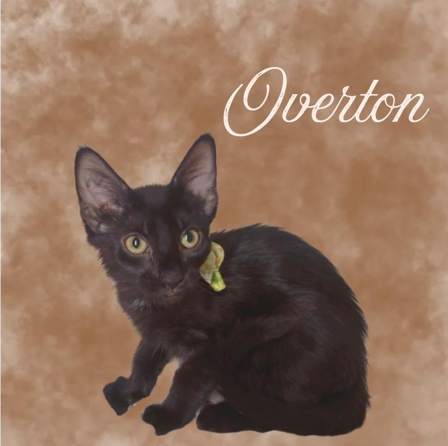 Overton, Adoptable, Kitten Male Domestic Short Hair.