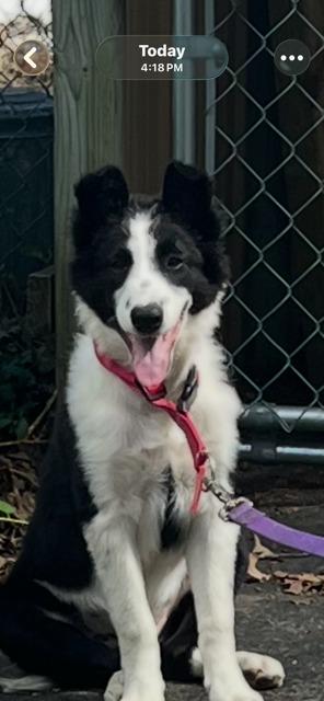 TOBY, Adoptable, Puppy Male Border Collie.