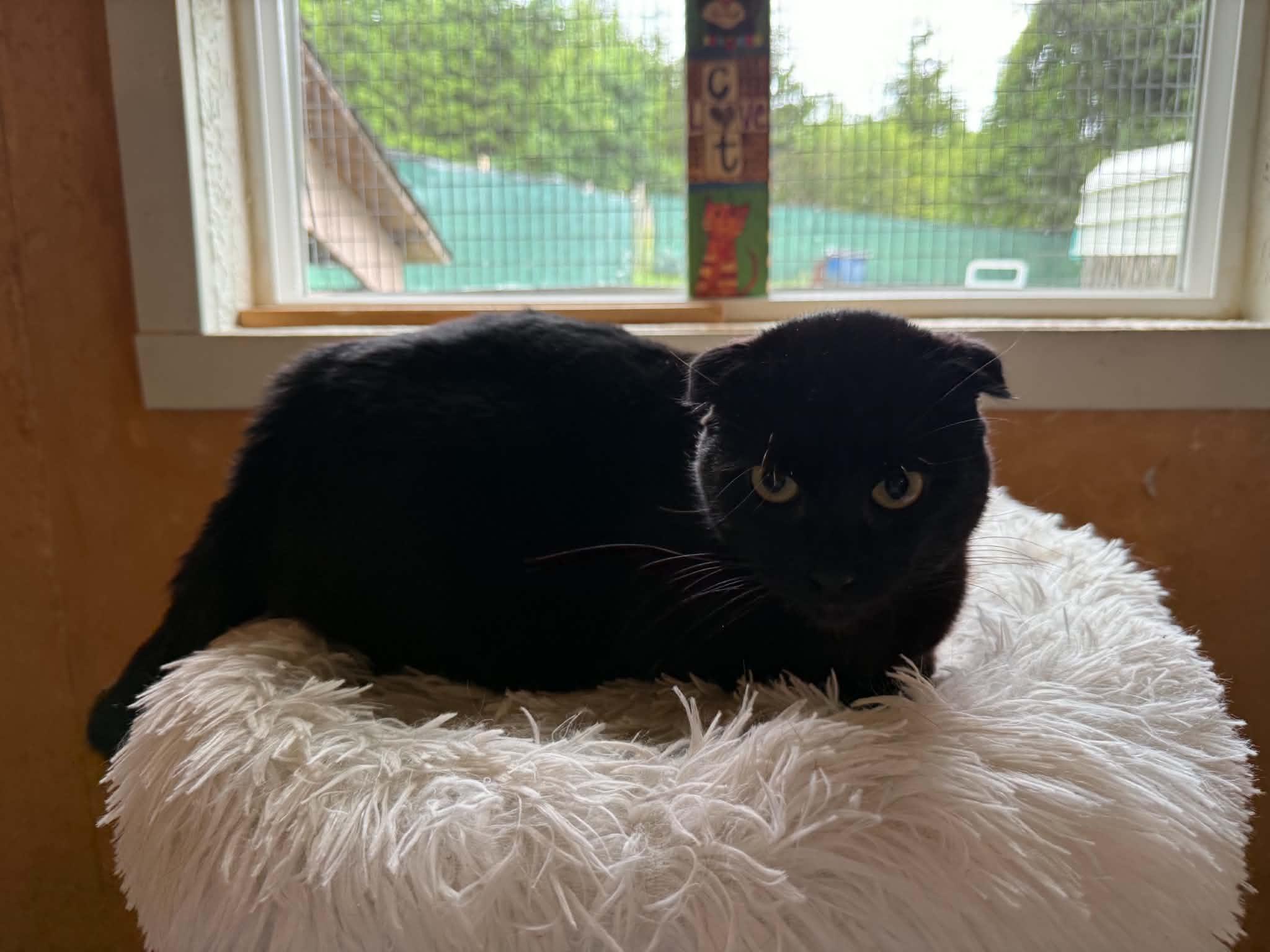 Enlarge Mr. Sweets, an adopted Scottish Fold in Mist, OR image 1/1