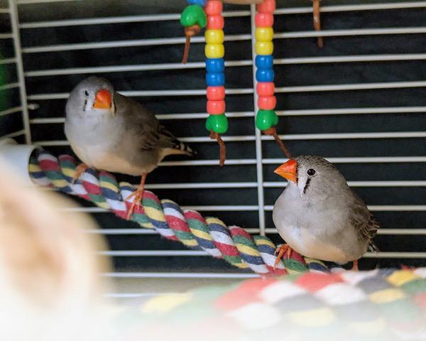 TAMERA, Adoptable, Adult Female Finch.