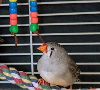 Enlarge TAMERA, a Adoptable Finch in Dedham, MA image 1/1