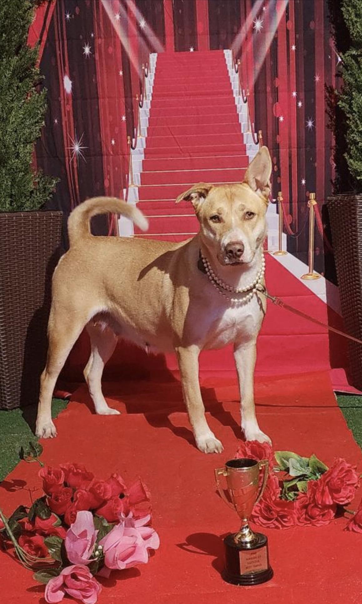 Hope  Golden Labrador thumbnail 3