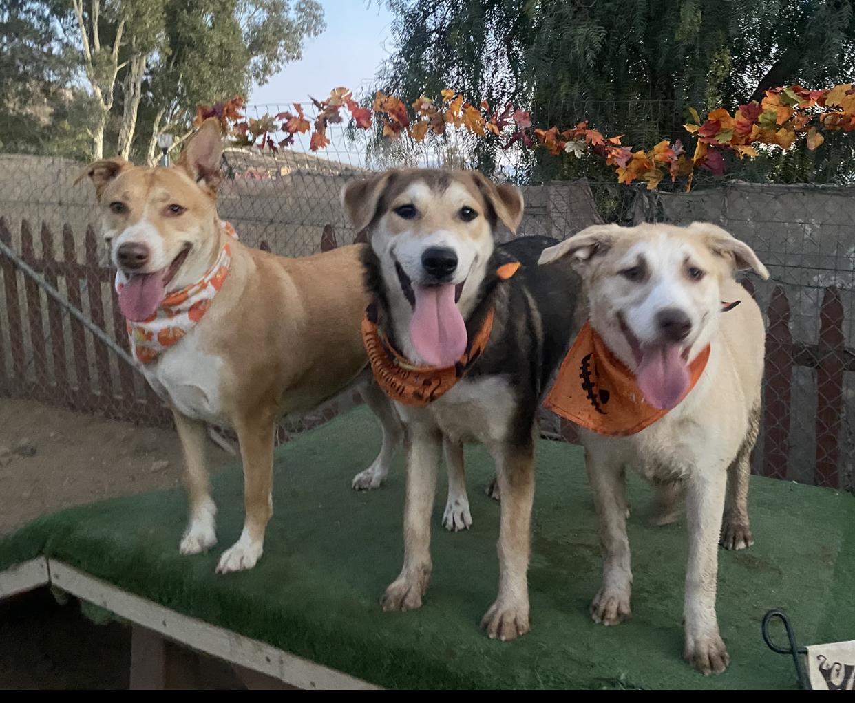 Hope  Golden Labrador thumbnail 4