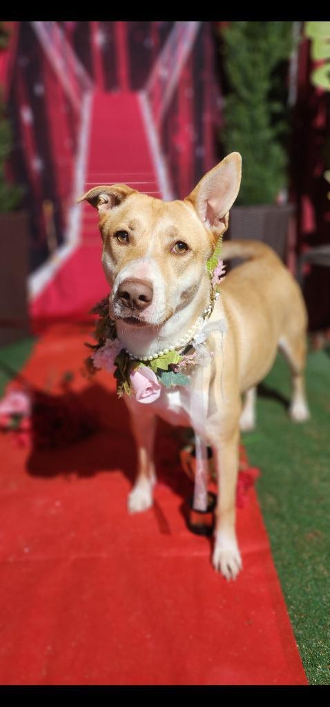 Hope  Golden Labrador thumbnail 5