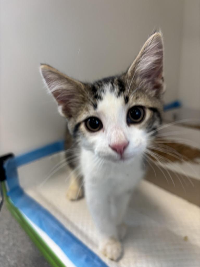 Tito, Adoptable, Kitten Male Domestic Short Hair.