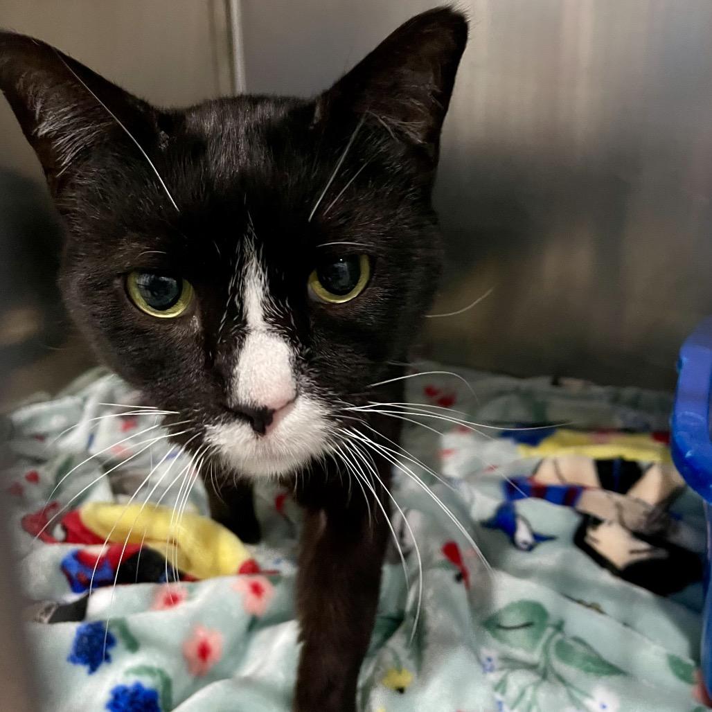 Enlarge Orion, a Adoptable Domestic Short Hair in Fairmont, WV image 1/1