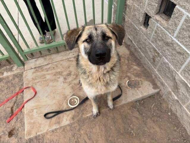 Enlarge Piñata, a Adoptable German Shepherd Dog in Hobbs, NM image 1/6