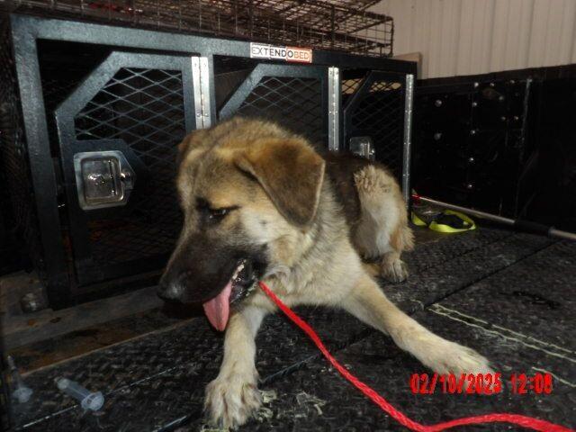 Enlarge Piñata, a Adoptable German Shepherd Dog in Hobbs, NM image 2/6