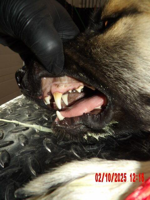 Enlarge Piñata, a Adoptable German Shepherd Dog in Hobbs, NM image 3/6