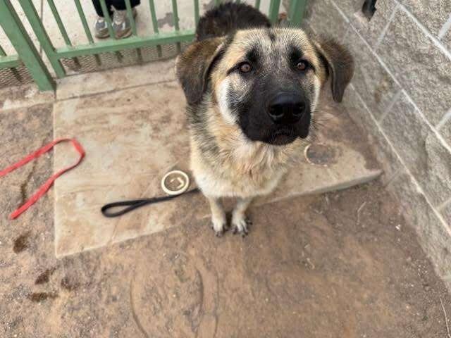 Enlarge Piñata, a Adoptable German Shepherd Dog in Hobbs, NM image 4/6