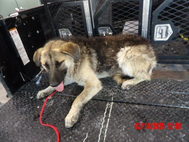 Enlarge Piñata, a Adoptable German Shepherd Dog in Hobbs, NM image 5/6