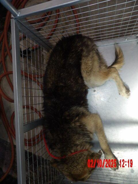 Enlarge Piñata, a Adoptable German Shepherd Dog in Hobbs, NM image 6/6