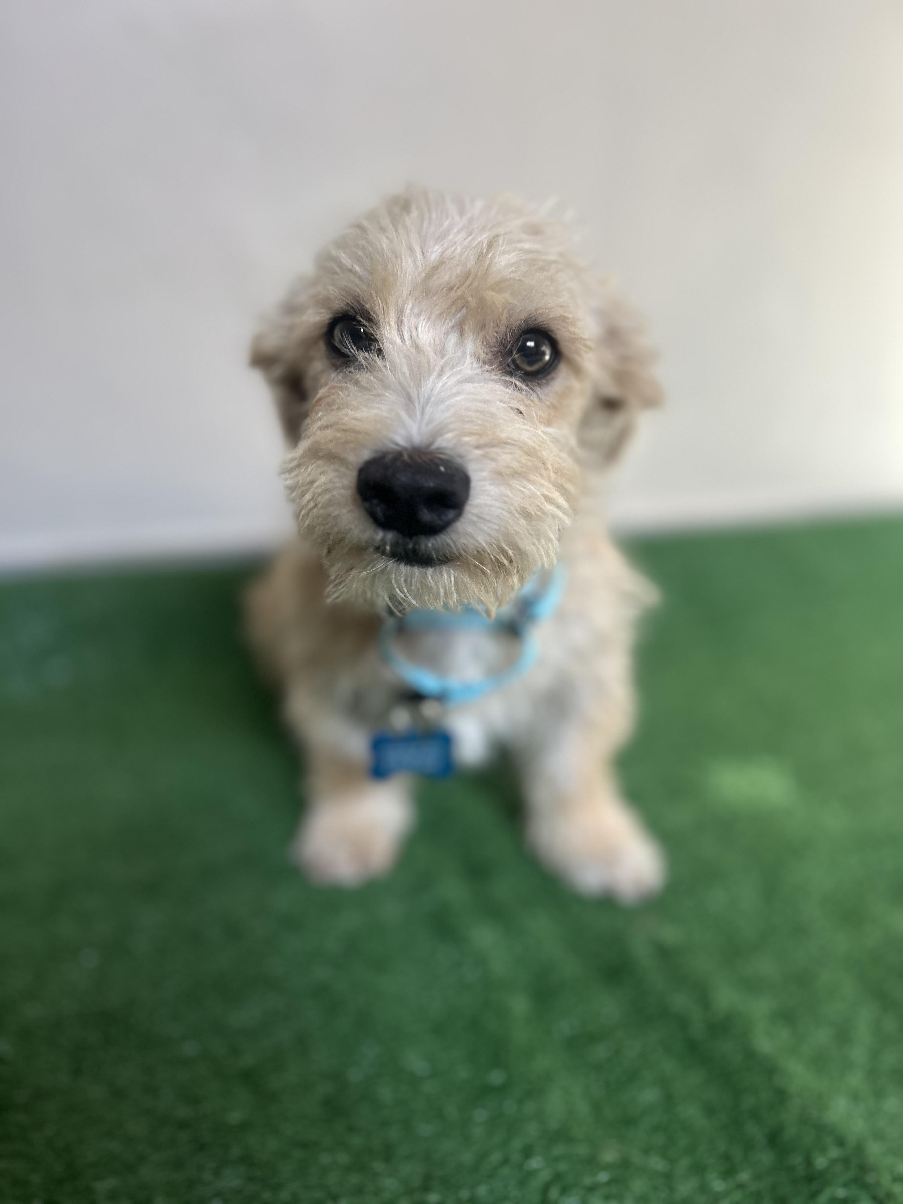 Rocco, an adopted mixed breed in San Ysidro, CA image 3/6