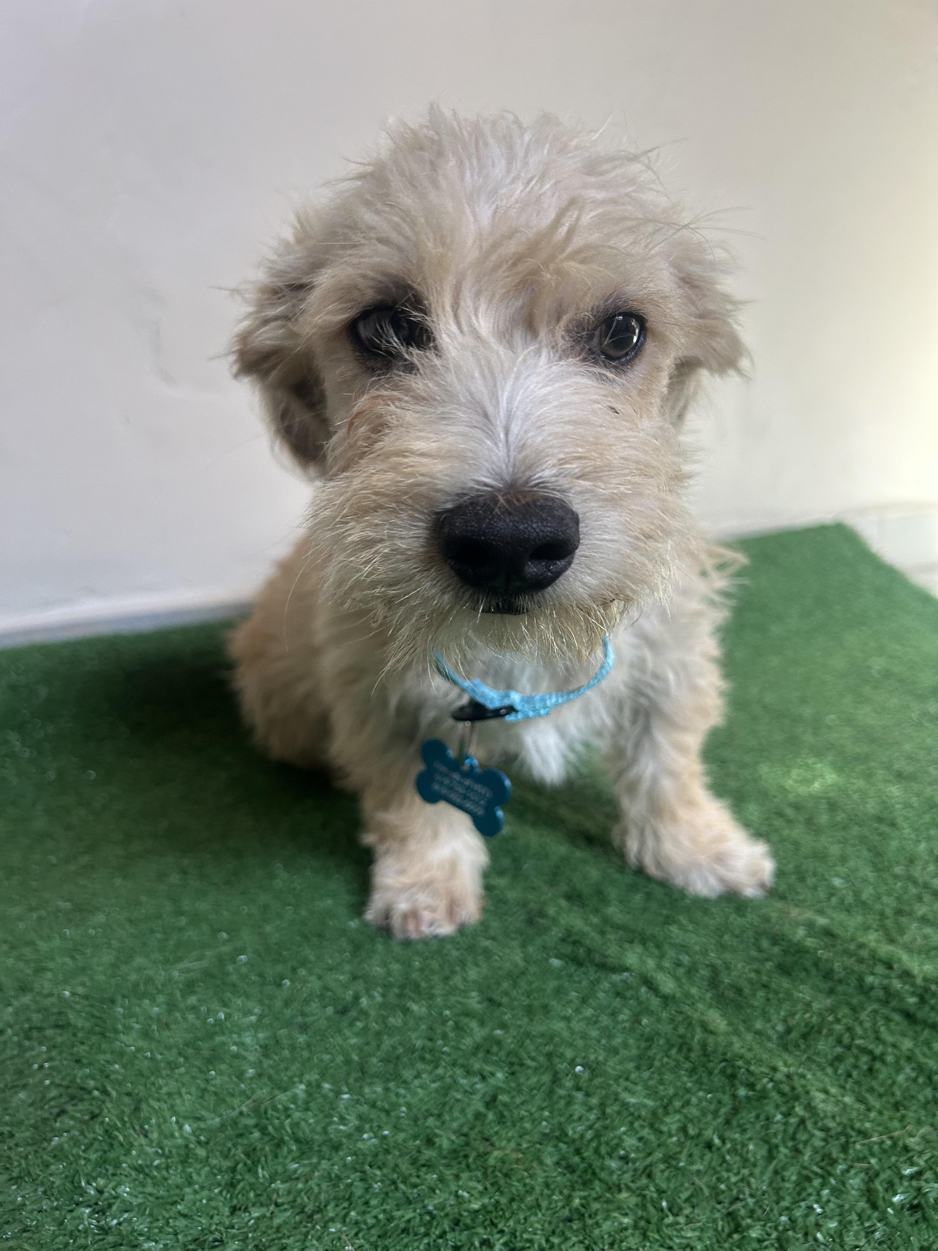 Rocco, an adopted mixed breed in San Ysidro, CA image 6/6