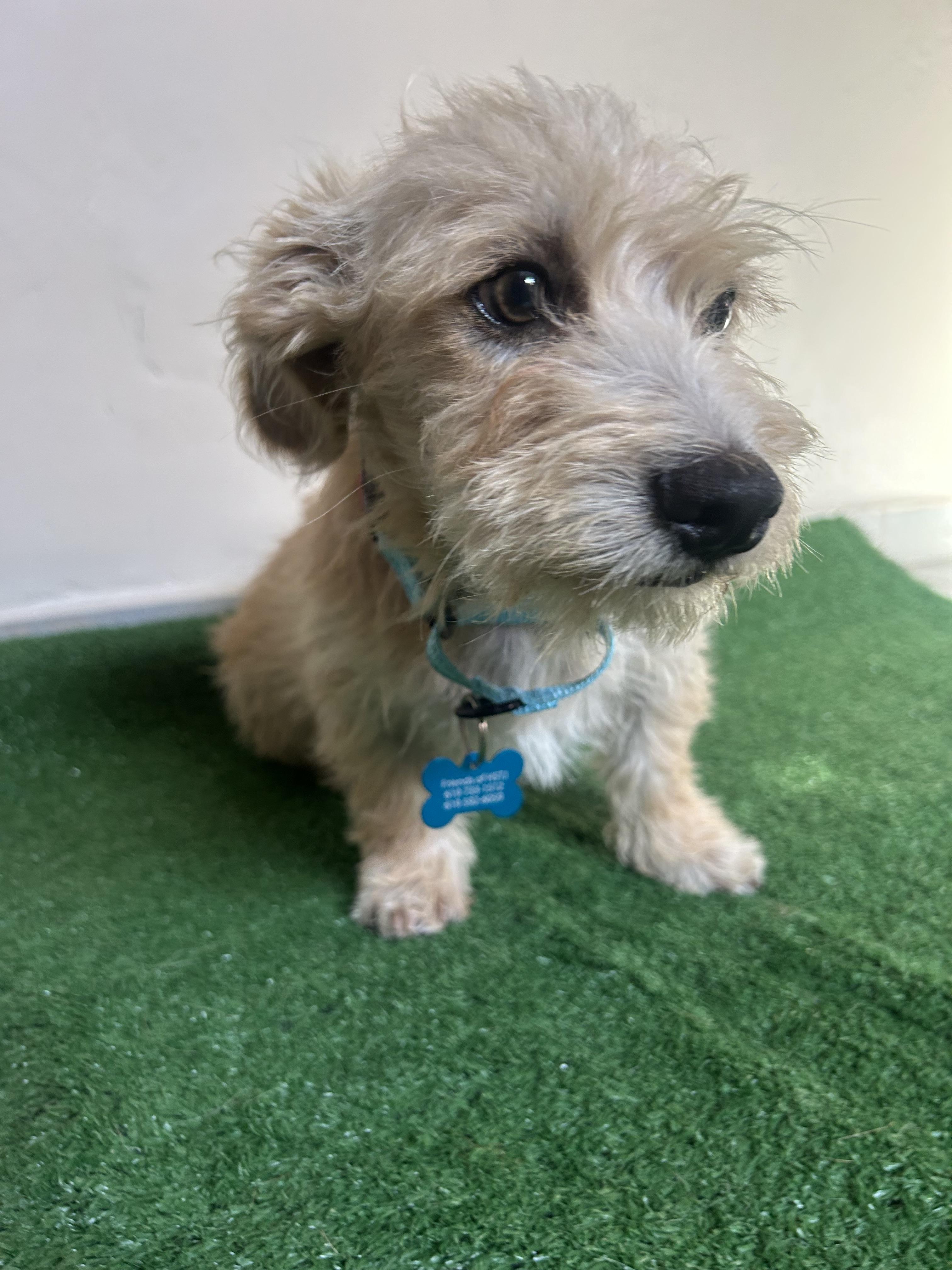 Rocco, an adopted mixed breed in San Ysidro, CA image 4/6